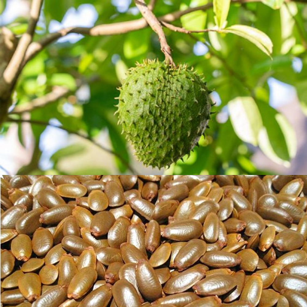 Soursop Guanabana Graviola Annona Muricata Tropical Sweet