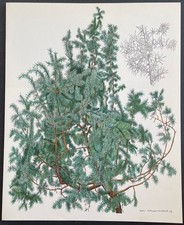 Botanique Genévrier commun par Hans Schwazenbach Planche couleur de 1959