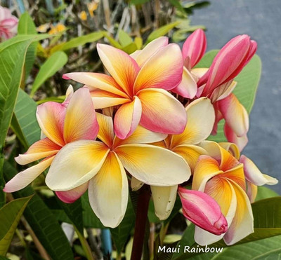 Frangipani Plumeria -Maui Rainbow  - frisch aus Thailand -Vororder