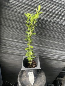 Dee Runk Boxwood
