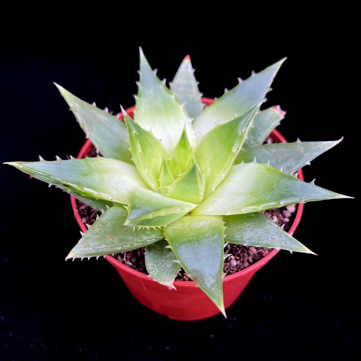 Aloe Polyphylla 'Spiral Aloe' rarely available. Stunning succulent in 10 cm  pot | eBay UK