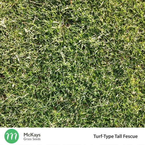 McKays TurfType Tall Fescue Lawn Seed 1kg Lawn Seed eBay
