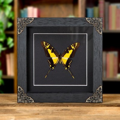 Gelber Schwertschwanz Taxidermie Schmetterling im Barockstilrahmen (Eurytiden Thyasten 