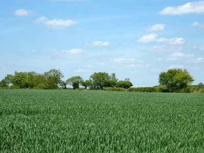Photo 6x4 Wheat field north of Bannister Green - Frenches Green road Look c2013