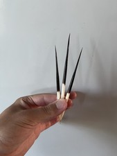 African Crested Porcupine Quills Naturally Shed Oddity