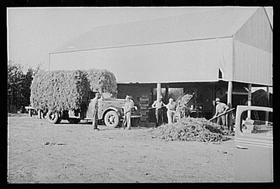 Photo:1930s Farm Workers Loading Hay Truck Barn Scene