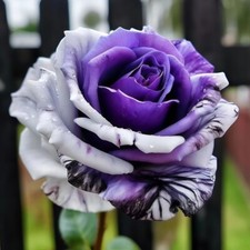 20pcs Rare Purple and White Twin Rose Seeds - Captivating Garden Contrasts