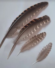 20 Woodcock feathers. A mixture, between 7-15cm