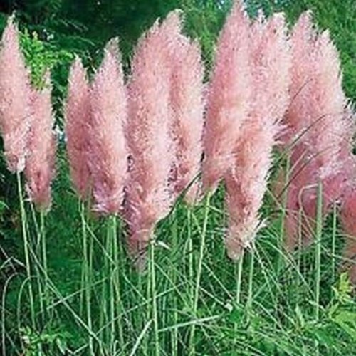 Pampas Grass Seeds Cortaderia Selloana Lawn Plant Ornamental Garden Decor AU # - Picture 10 of 20