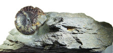 Devon, Goniatit, Cheiloceras subpartitum  (MÜNSTER, 1839)