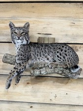 Beautiful North American bobcat mount.No reserve