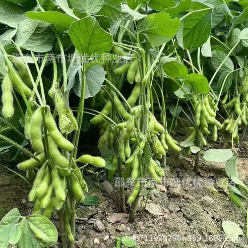 毛豆种子青黄豆种子 Early maturing fresh edamame seeds 50 pills - Picture 12 of 18