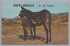 Postcard: Hot Meals at all hours. Donkeys on gravel road. 