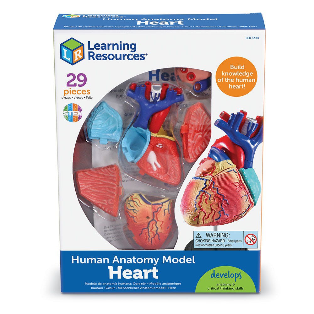 Learning Resources Human Heart Anatomy Model 29 Piece Educational Set LER3334