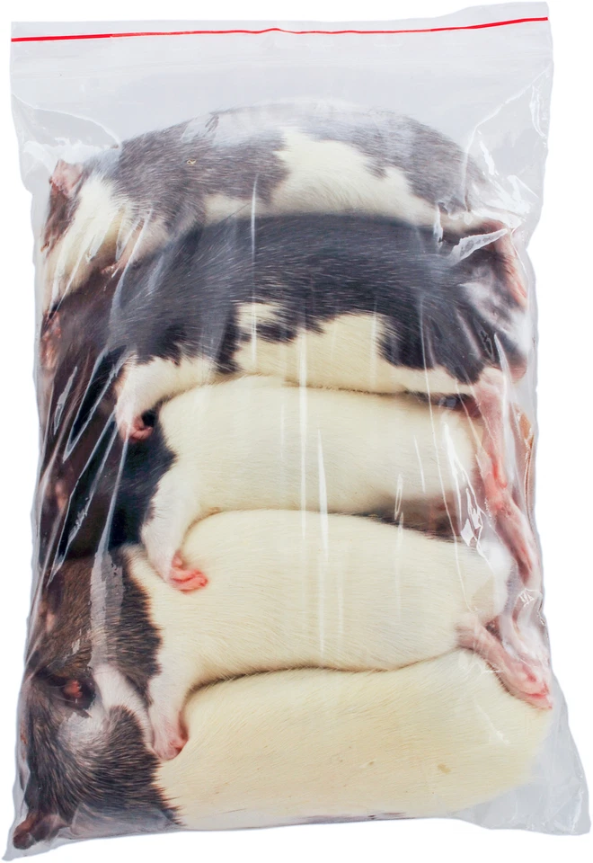 Ratte XL 151-200g - 10 Stück - Frostfutter für Reptilien, Katzen ect.