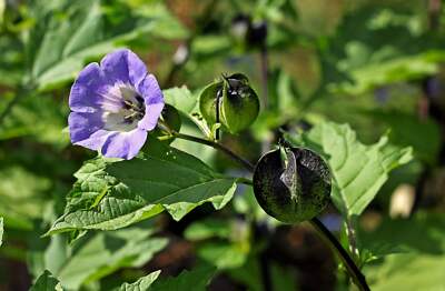 100 APPLE OF PERU Shoofly Plant Nicandra Physalodes Flower Seeds *Comb S/H  | eBay