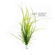 Vallisneria Nana  Val Aquarium Plants Factory 