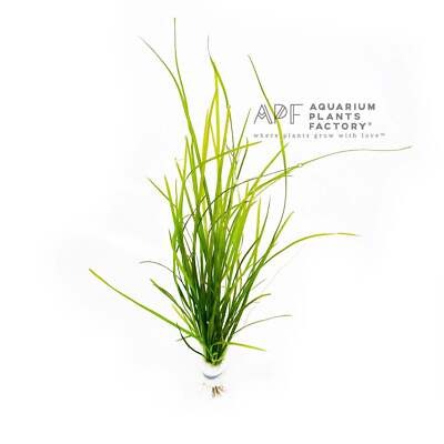 Vallisneria Nana | Val Aquarium Plants Factory 