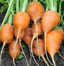 Parisian Carrot Seeds, Tonda di Parigi, Paris Market, NON-GMO, FREE SHIPPING