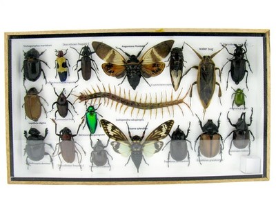 Unique piece - Real 3D prepared insects, showcase mural, museum quality a-l-07