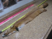 Tanned Red Fox Hide REDUCED DAMAGED #0007038 Row A-7