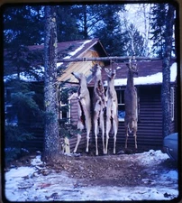 Dead Deer hanging Hunting - 1968 Stereo Realist 3D slide Kodachrome #841