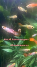 Trio Pink Salmon guppy For 32.Fast Shipping