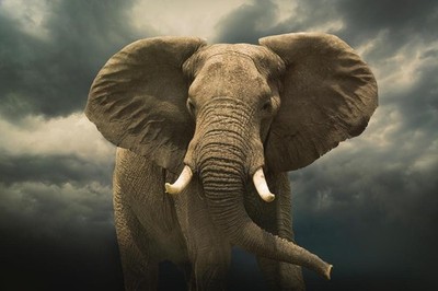African Elephant Under Cloudy Stormy Sky Photo Laminated Poster 12x18