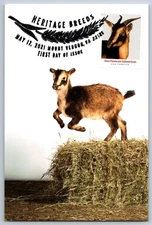 #5589 Heritage Breeds San Clemente Island Goat FDC Maxi Card w/Pictorial Cancel