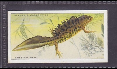 CRESTED NEWT - 80 + year old English Tobacco Card # 46