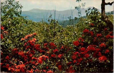 Postcard Flame Azalea - Great Smoky Mountains National Park - TN-NC | eBay