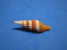 Vexillum compressum Sowerby, 1874 "NICE RIBBING"  (30.1mm)