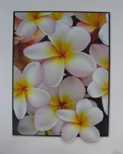 Mini Poster Irma's White Yellow Pink Frangipanis
