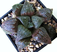HAWORTHIA FUSCA rare miniature exotic succulent plant cactus aloe seed 10 seeds