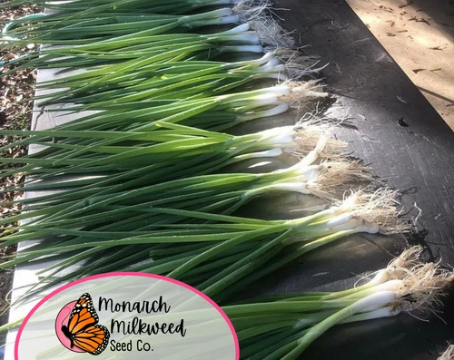 Axel's Garden Seeds Tokyo Long White Bunching Onion Seeds - Thumbnail 2