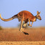 BRAVO AUSTRALIA