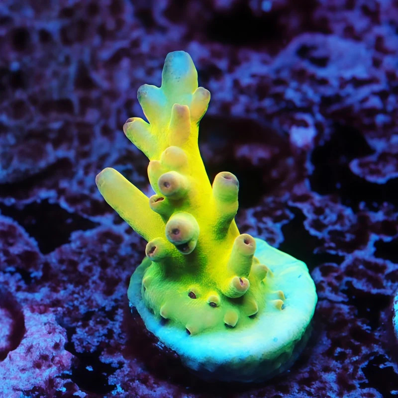 TCK Jaw Dropper Acropora | NOT WYSIWG | Live SPS Coral | Aquacultured