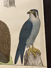 Lithograph 1838 Antique Hand Colored Picture Vintage HTF Illustration Eagle