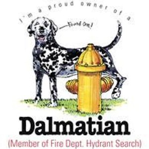 Dalmatian Size Chart