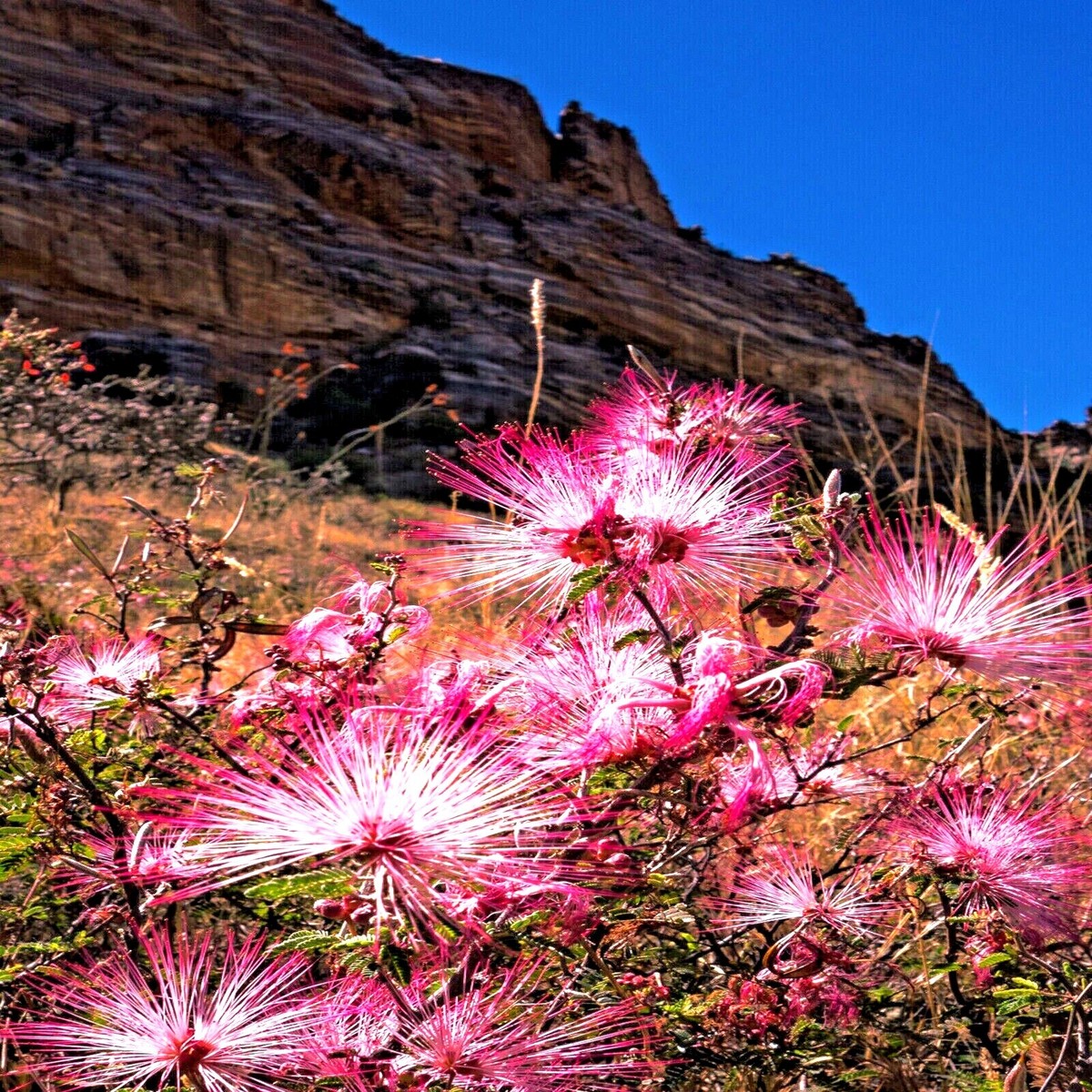 Pink Fairy Duster Plant Purple And White Fairy Duster Flowers Stock