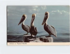 Postcard Pelicans in Tropical Florida USA