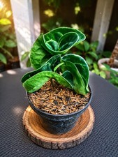Anthurium Crystallinum twister, Rare Variegated, Real Picture, Aroid Houseplant