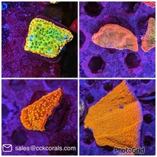 Mixed Pack 4 Montipora Monti Kung Pao Sunburst Starburst SPS Live Coral Frag