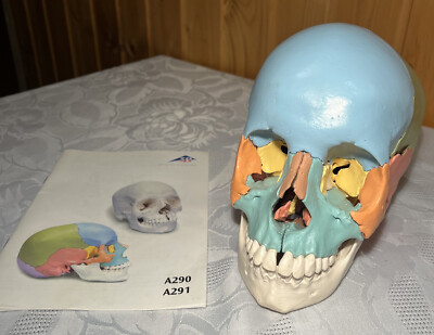 3B Scientific A291 Osteopathie Schädel Kopf Lehrmittel Medizin Studium Arzt