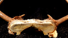 Deer Antler Rack Scull Cap 8 Point Lot F — photo 9
