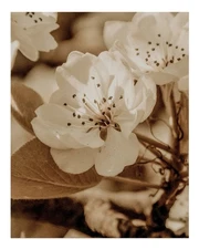 Sepia Floral Wall Art Poster - Elegant Nature Decor Print Home Decor