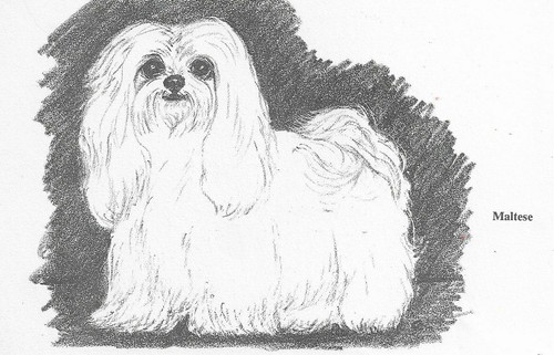Maltese - CUSTOM MATTED - 1962 Vintage Dog Art Print - Cook
