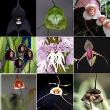 30pcs/pack Very Rare Monkey Face Orchid Seeds For Garden Courtyard Decor