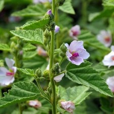 Marshmallow "Althaea officinalis" dry leaf, dry root or 50 seeds/Medicinal Herb