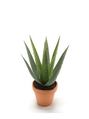 artplants Deko Sukkulente Aloe Variegata Martinez, grün, 30cm, Ø 17cm